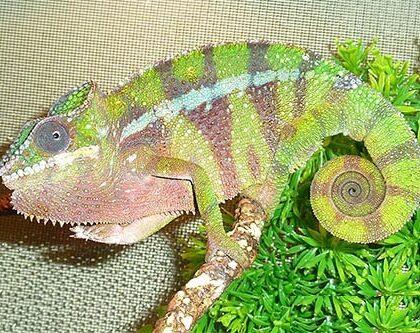 Adult Ambilobe Panther Chameleon