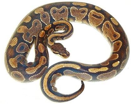 Adult Female Ball Python