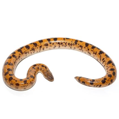 Buy High Gold Saharan Sand Boa