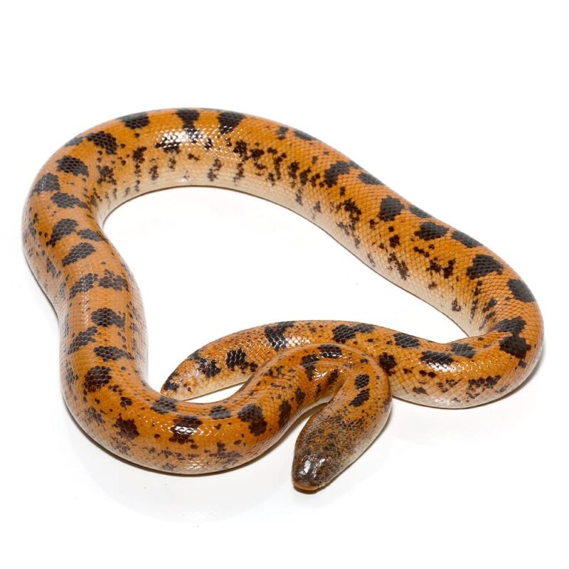 Adult High Gold Saharan Sand Boa