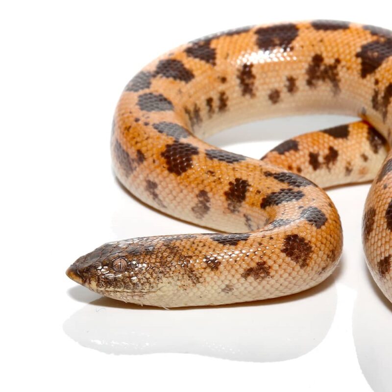 Adult High Gold Saharan Sand Boa