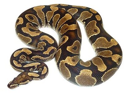 Adult Male Ball Python