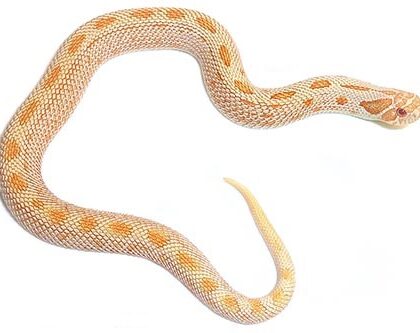 Albino Anaconda Hognose Snake