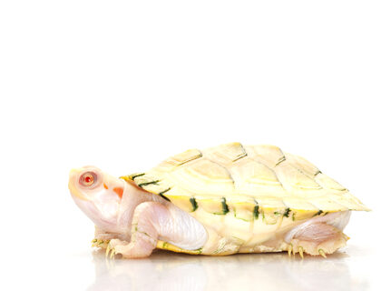 Albino Red Eared Slider Turtle for Sale