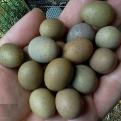 Buy Amazon Parrot eggs