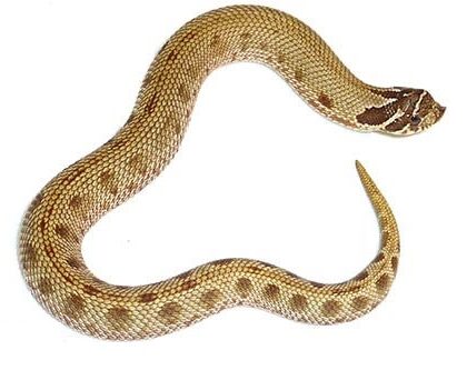 Anaconda Hognose Snake For Sale