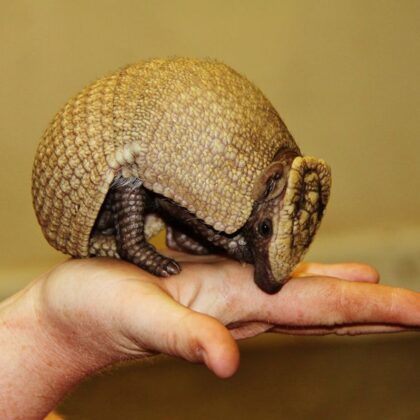 Armadillo