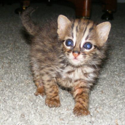 Asian Leopard Cat Cub