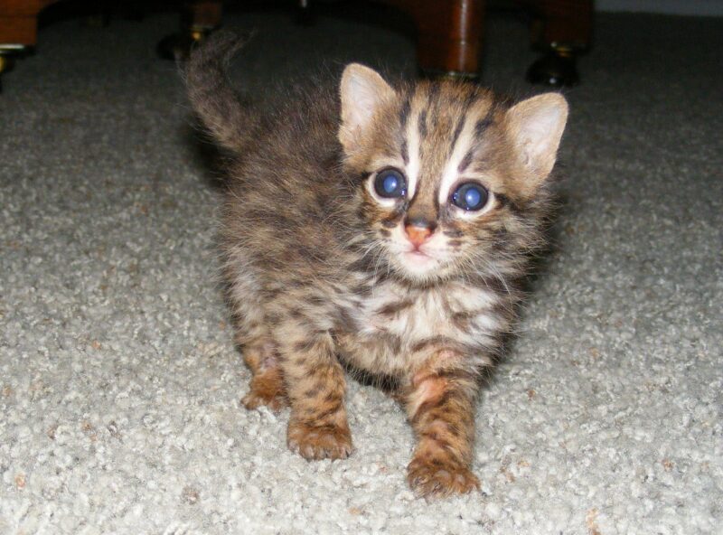 Asian Leopard Cat Cub