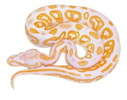 Baby Albino Black Pastel Ball Python