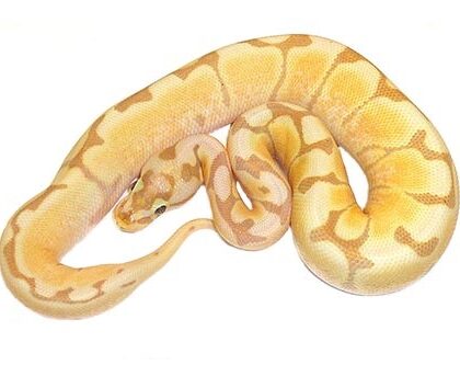 Baby Banana Spider Ball Python