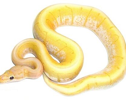 Baby Banana Spinner Ball Python