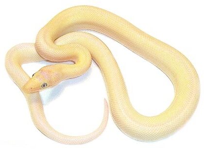 Baby Blue Eyed Leucistic Columbian Rainbow Boa