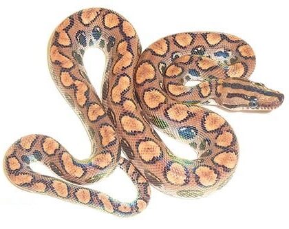 Baby Brazilian Rainbow Boa