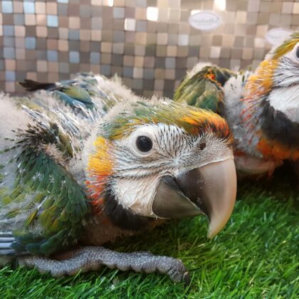 Baby Catalina Macaw