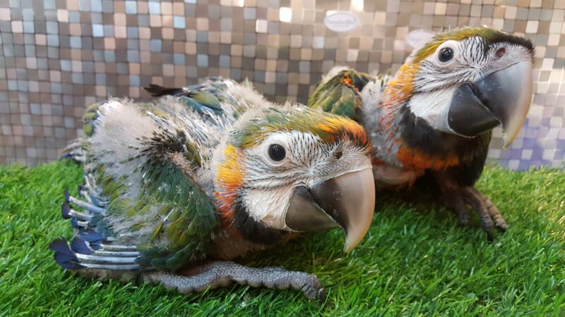 Baby Catalina Macaw