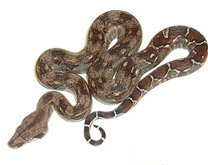 Baby Central American Boa