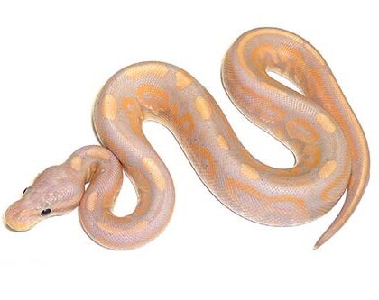 Baby Cinnamon Banana Ball Python