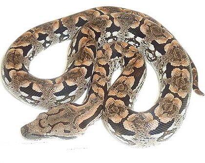 Baby Dumerils Boa