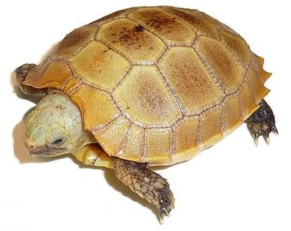 Baby Elongated Tortoise for Sale