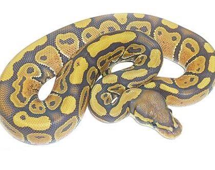 Baby Ghost Ball Python