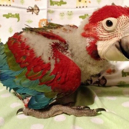 Buy Baby Green Wing Macaw Parrot