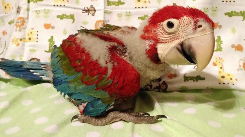 Buy Baby Green Wing Macaw Parrot