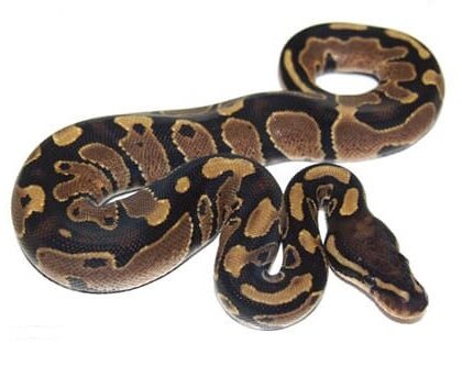 Baby Het Pied Ball Python