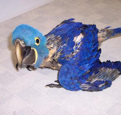 Buy Baby Hyacinth Macaw Parrot