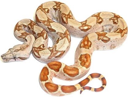 Baby Hypo Columbian Boa Constrictor