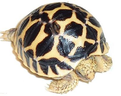 Baby Indian Star Tortoise for Sale