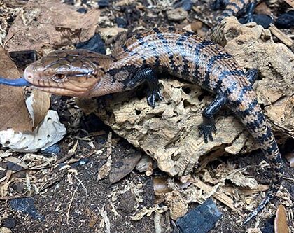 Baby Indonesian Blue Tongue Skink