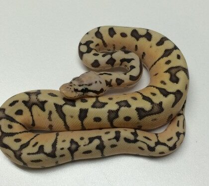 Baby Killer Bee Ball Python