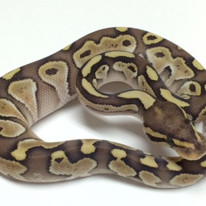 Baby Lesser Ball Python