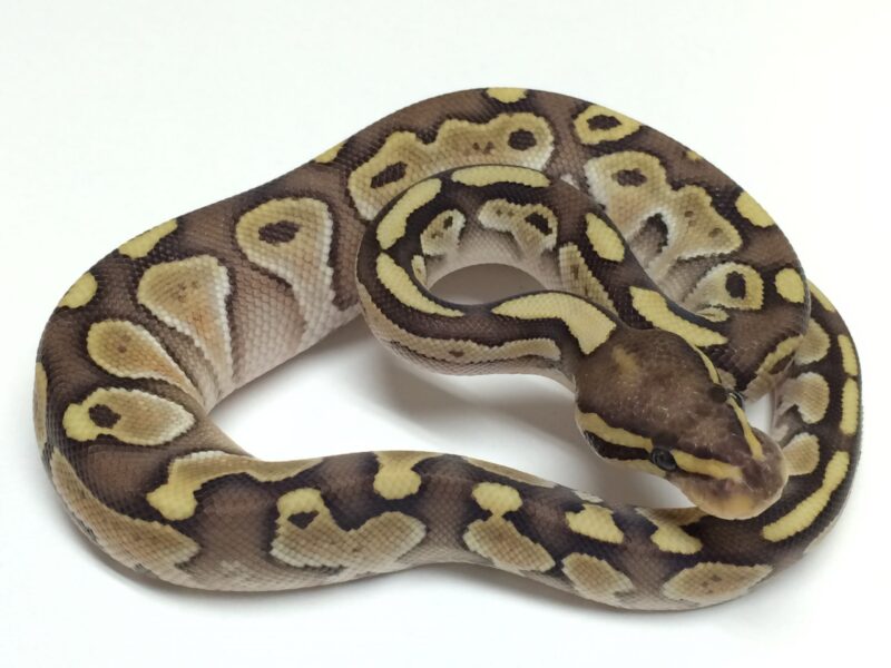 Baby Lesser Ball Python