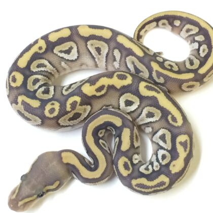 Baby Mojave Ghost Ball Python