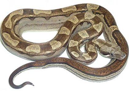 Baby Motley Boa Constrictor