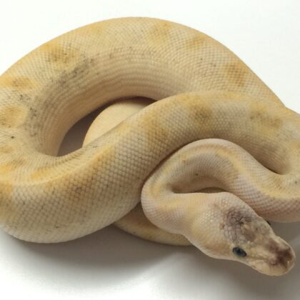 Baby Pastel Champagne Ball Python