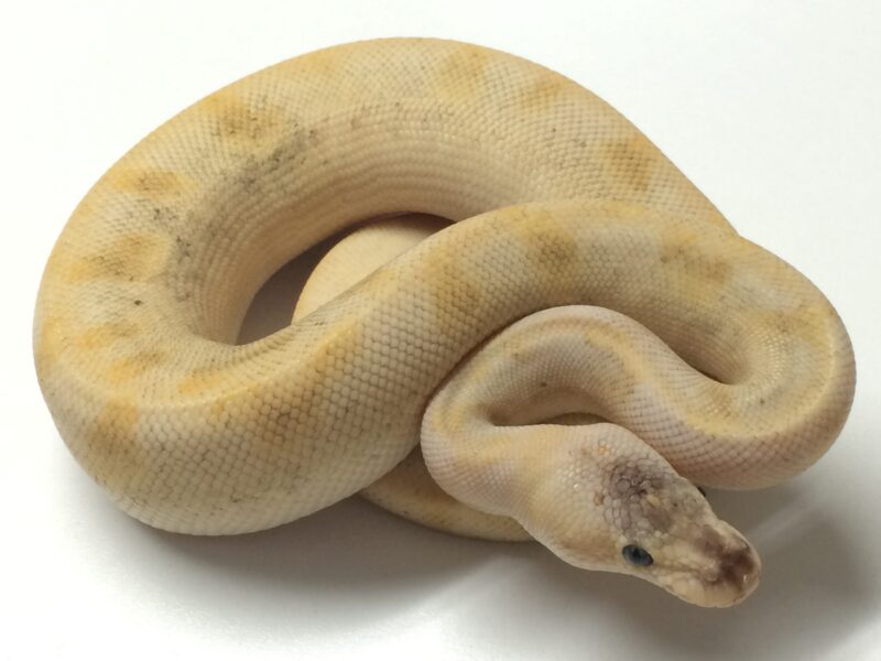 Baby Pastel Champagne Ball Python