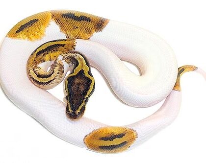 Baby Pastel Pied Ball Python