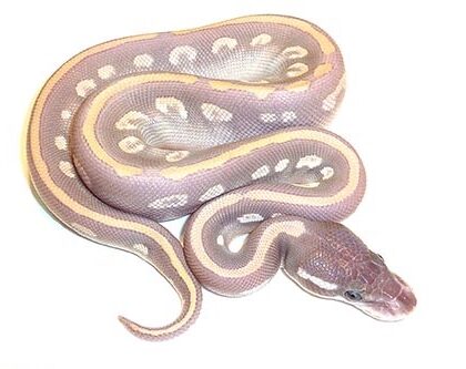 Baby Purple Passion Ball Python