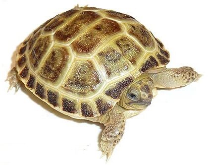 Baby Russian Tortoise for Sale