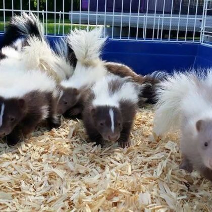 Baby Skunks