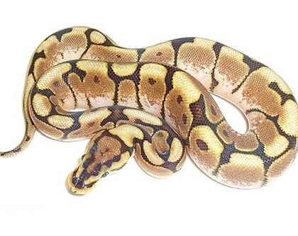 Baby Spider Ball Python