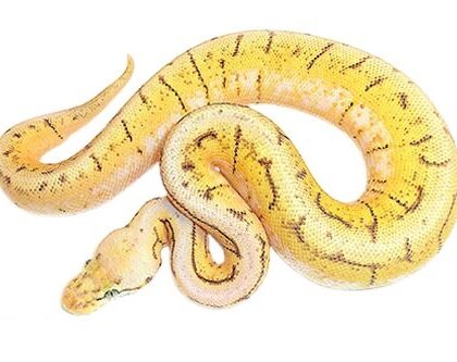 Baby Spinner Blast Ball Python