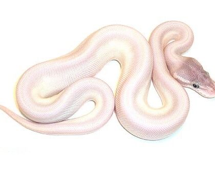 Baby Super Mojave Ball Python