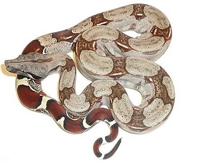 Baby Suriname Boa Constrictor