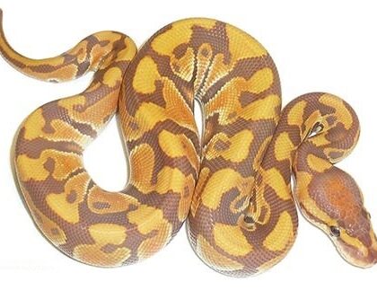 Baby Ultramel Ball PythonBaby Ultramel Ball Python