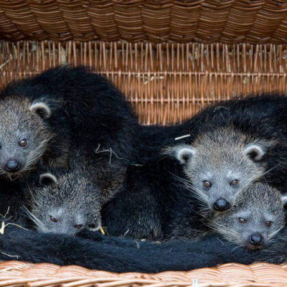 Binturong Baby