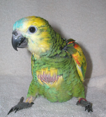 Buy Blue Fronted Amazon Baby Parrot